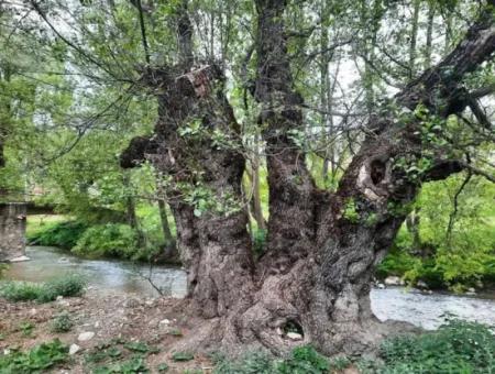 Çameli Kirazlıyaylada Kelepir 450 M2 Arazide 80 M2 Tapuya İşli Ev Satılık