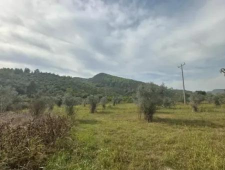 Ortaca Fevziye De 1644 M2, 250 M2 İnşaat İzinli Arsa Satılık