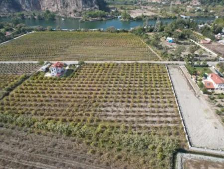 Muğla Dalyanda Kanala 2,Ci Parsel Müstakil 5.000 M2, 250 M2 İnşaat Hakkı Olan Arazi Satılık