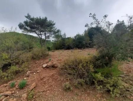 Muğla Dalyan Gökbelde Doğa İçinde 24.000 M2 Müstakil Arazi Satılık