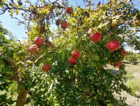 Muğla Dalyanda 6 250 M2 Bakımlı Kelepir Nar Bahçesi Satılık